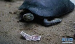 广州乌龟爆料事件视频,揭秘背后惊人真相